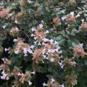Photo of the plant species Beauty Bush by @BullishVeilwort named Gregarious on Greg, the plant care app