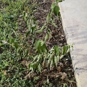 Photo of the plant species Sweet Almond Bush by @DearRose1 named Luna on Greg, the plant care app