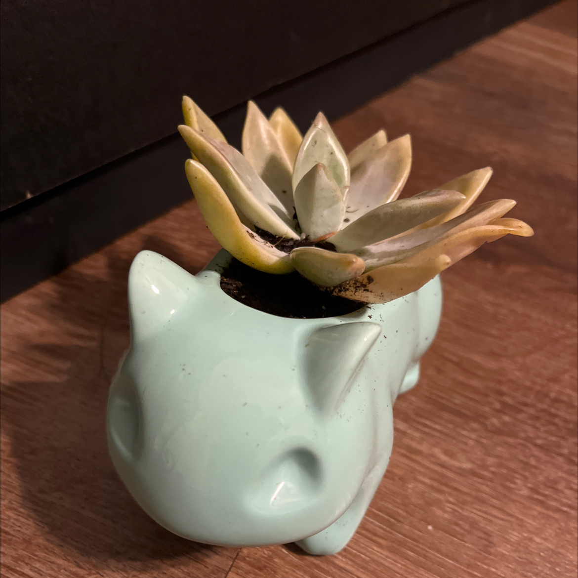 Photo of the plant species Graptopetalum paraguayense 'Peach' by @Amberether1 named Bandit on Greg, the plant care app