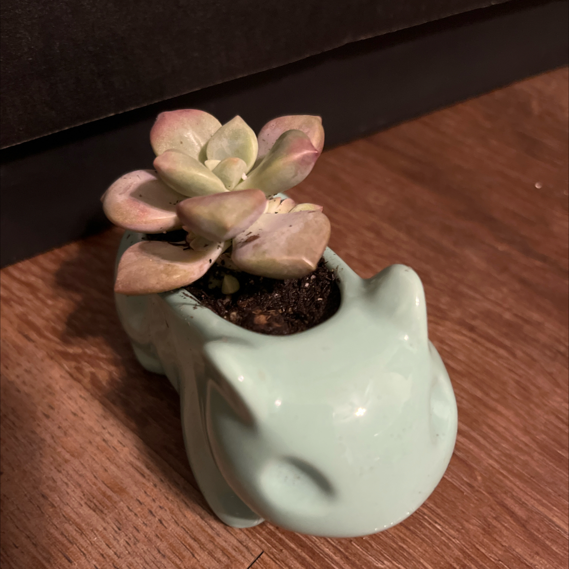 Photo of the plant species Graptopetalum 'Marquise de Sevigne' by @Amberether1 named Bluey on Greg, the plant care app