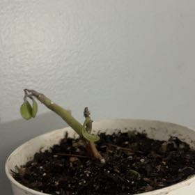 Photo of the plant species Jade Tree by @AgileFern92 named Morgan Treeman on Greg, the plant care app