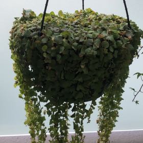 Photo of the plant species Goldilocks Plant by @FunDecodon88 named Denali on Greg, the plant care app