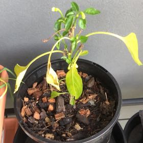 Photo of the plant species Bird's Eye Chili by @FunDecodon88 named Austen on Greg, the plant care app