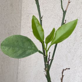 Photo of the plant species Lily 'Lemon Tree' by @SuaveEllisia21 named Diana on Greg, the plant care app