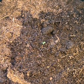 Photo of the plant species Campanula Persicifolia Subsp. Subpyrenaica by @EarlyHarebell26 named Remington on Greg, the plant care app