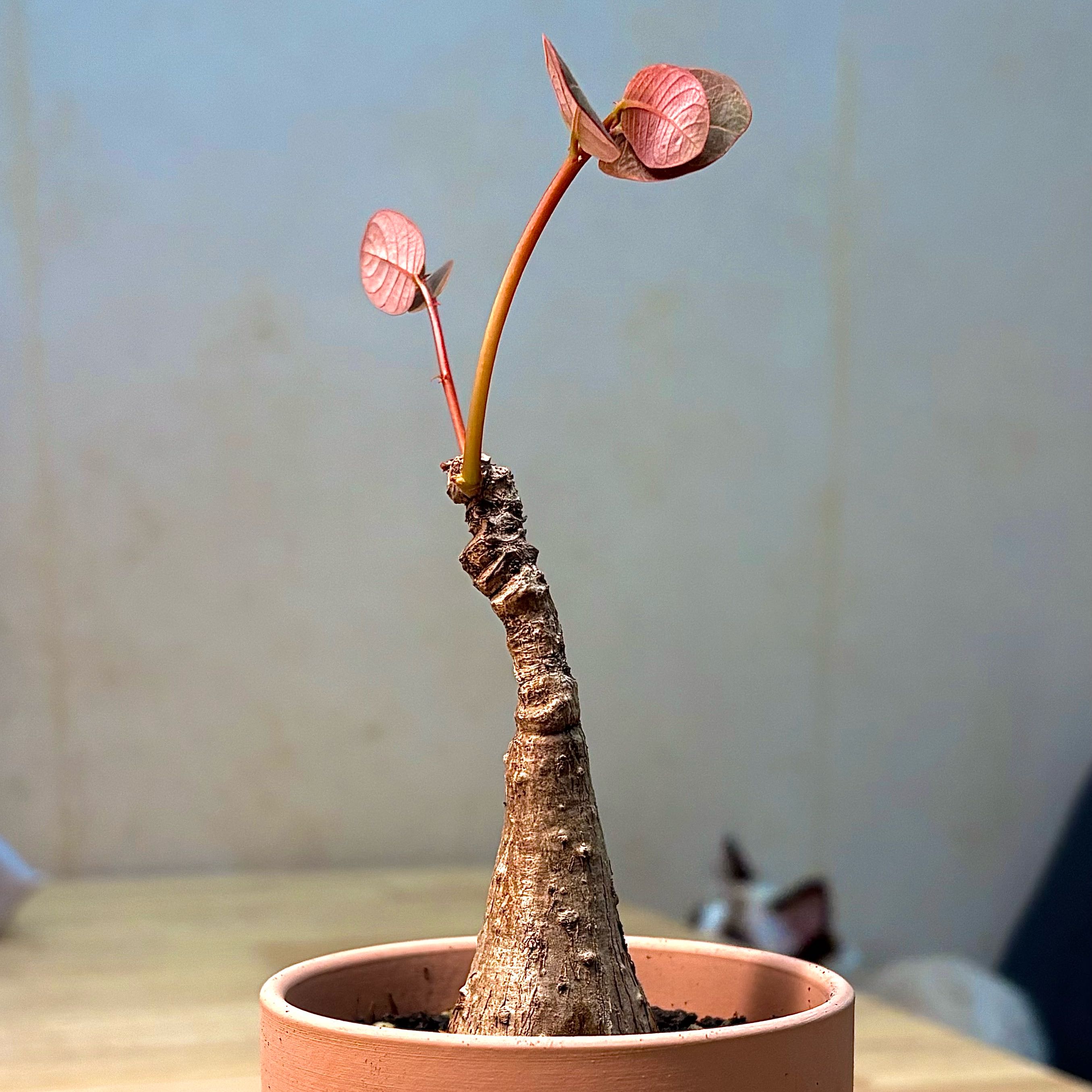 Photo of the plant species Phyllanthus mirabilis by @NativeStargilia named Mochi on Greg, the plant care app