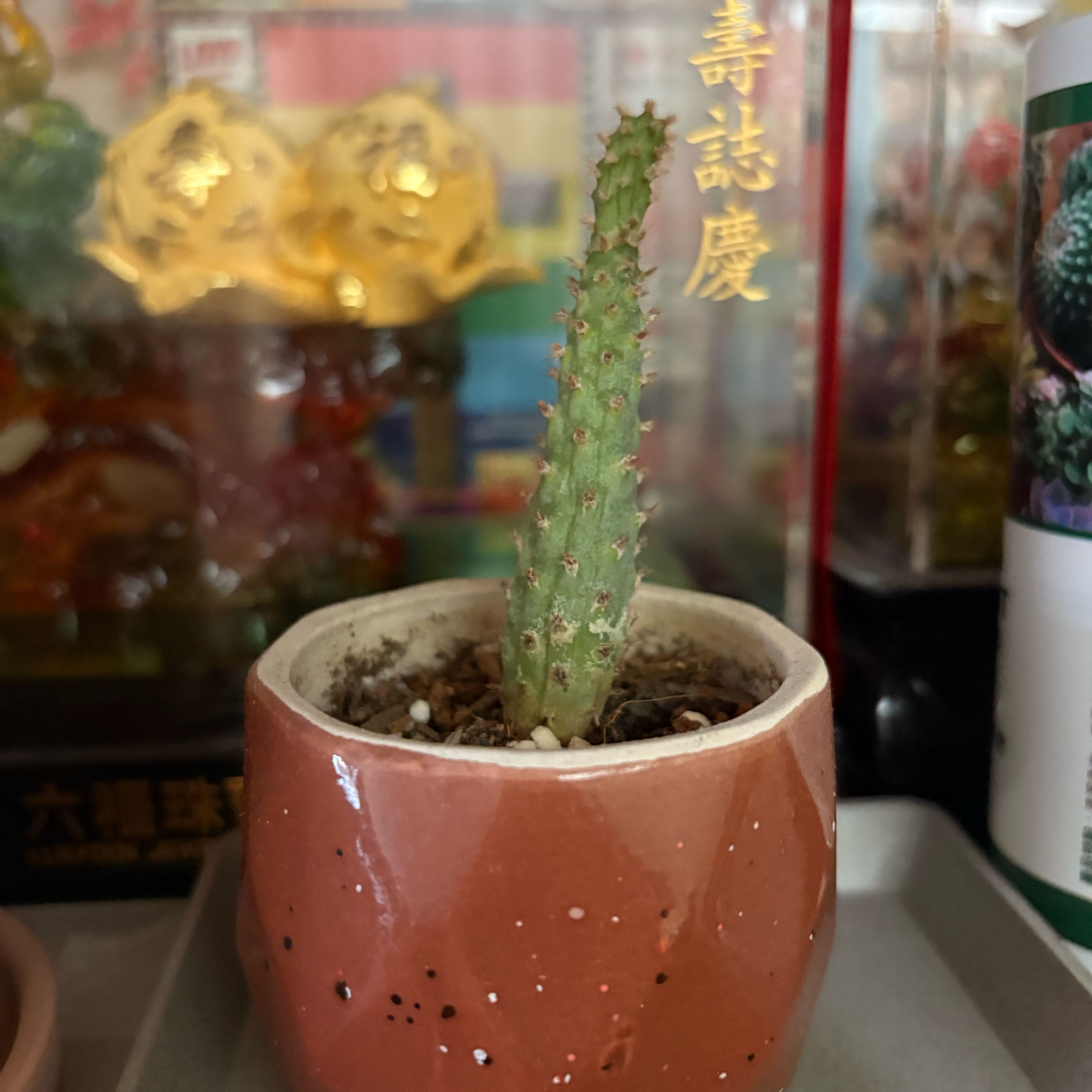Photo of the plant species Cone Tephrocactus by @NativeStargilia named Lola on Greg, the plant care app