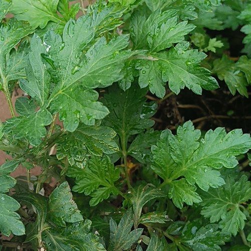 Photo of the plant species Columbia River Wormwood by @TryMaypop98 named Kobe on Greg, the plant care app