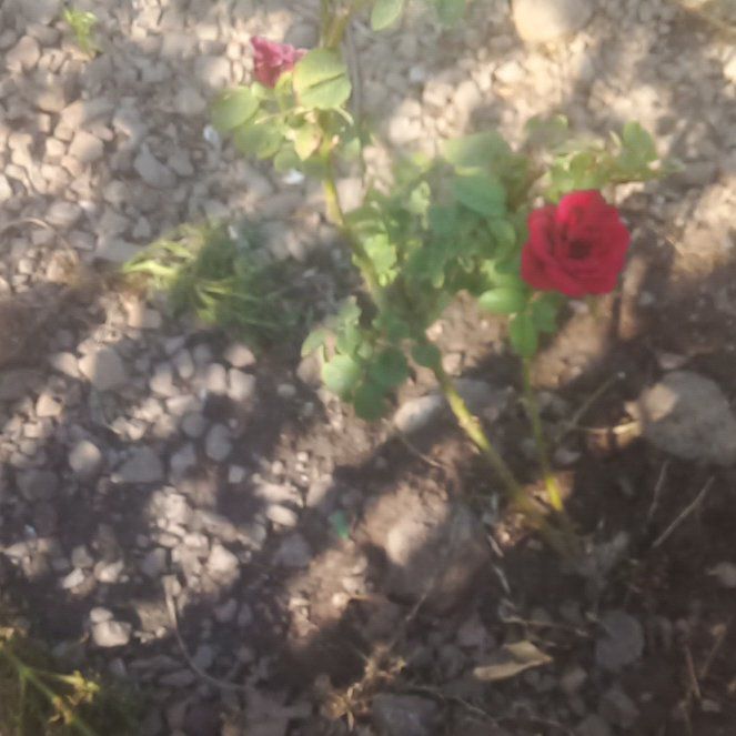 Photo of the plant species Carnation Clover by @ManlyCatthyme42 named Tolkien on Greg, the plant care app