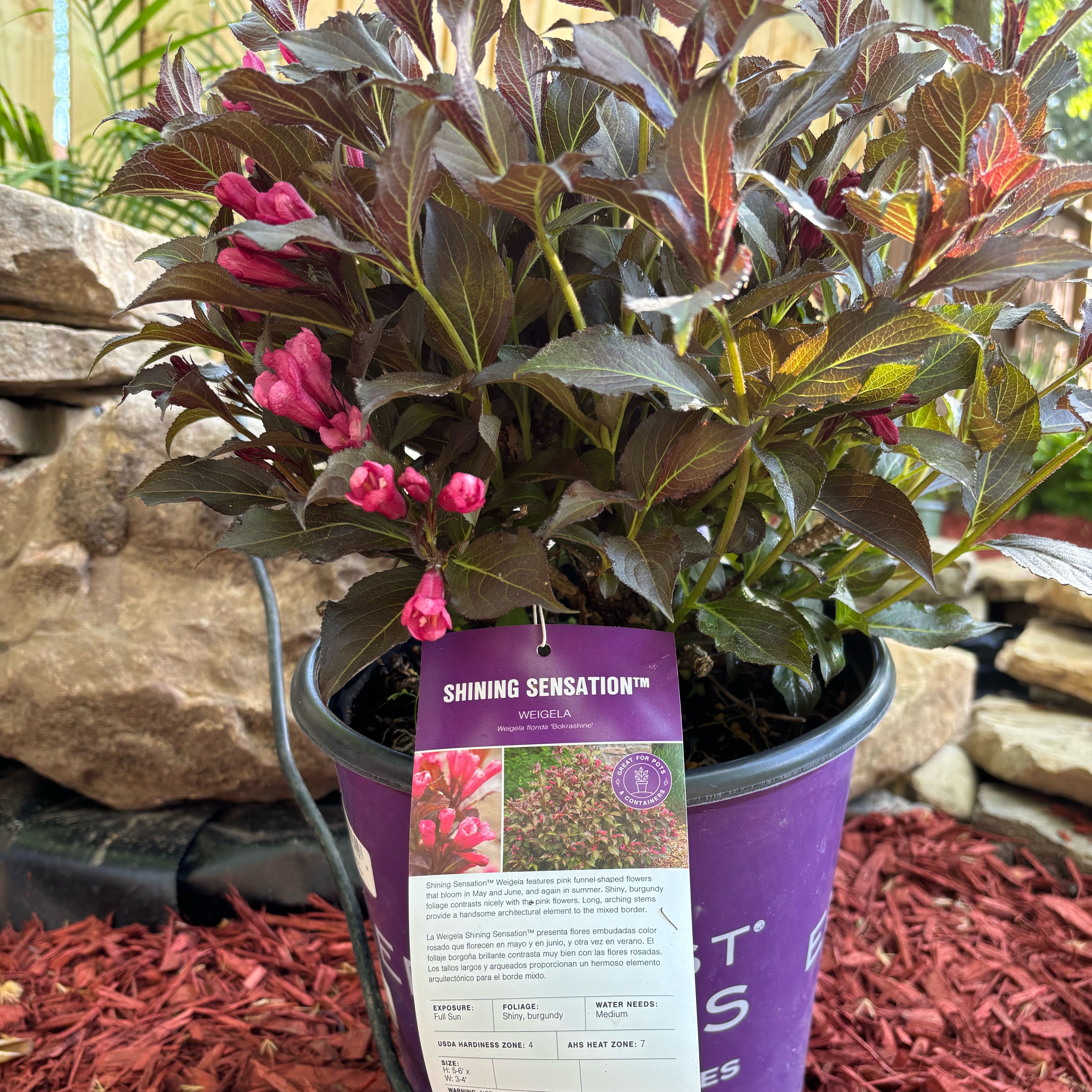 Photo of the plant species Weigela florida by @JollyPersia28 named Clooney on Greg, the plant care app