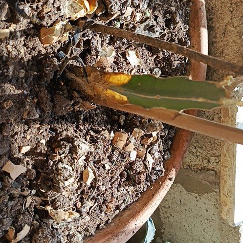 Photo of the plant species Mayflower Orchid by @JollyIvy72 named Scarlett on Greg, the plant care app