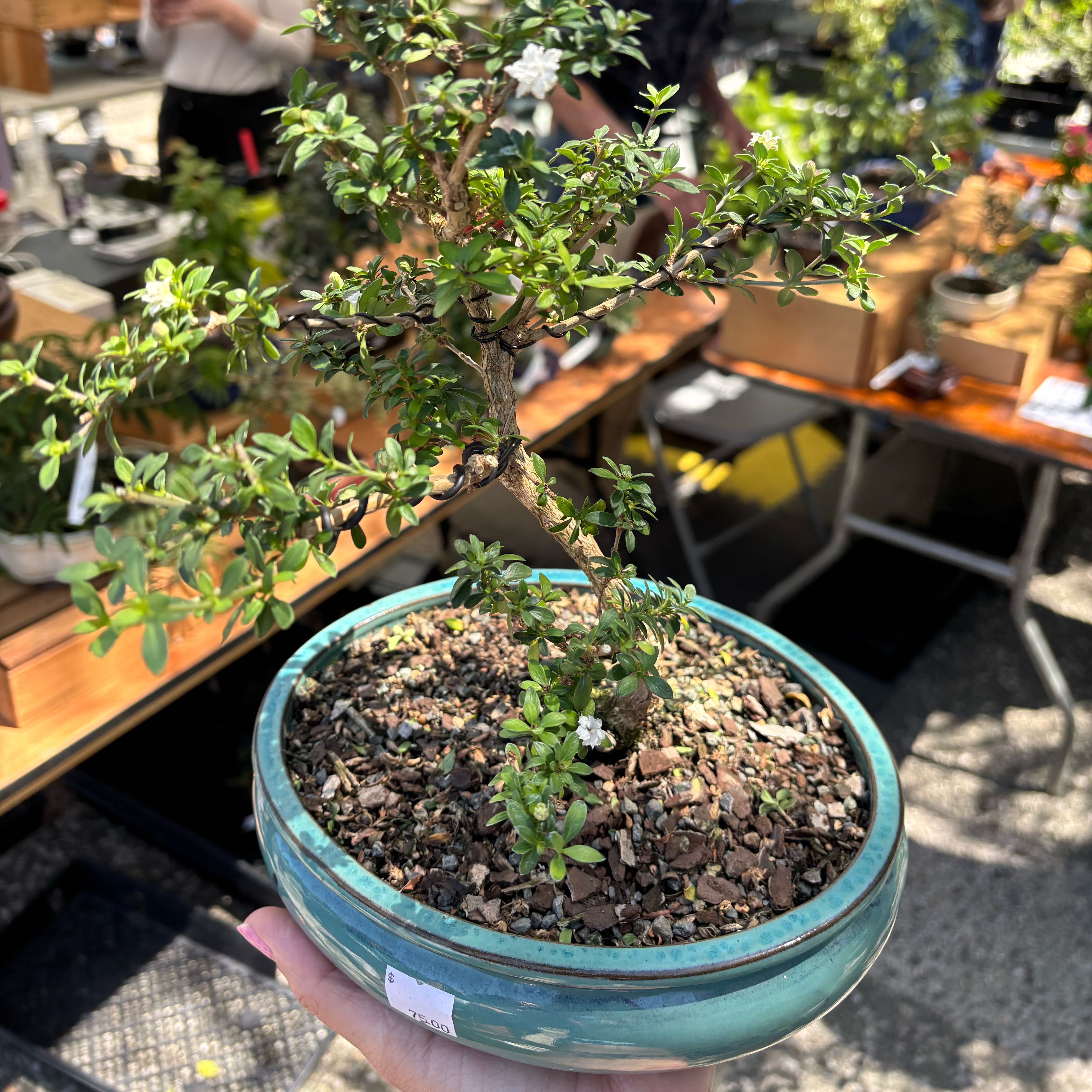 Photo of the plant species Snowrose by @MellowAlbo10 named Saisho on Greg, the plant care app
