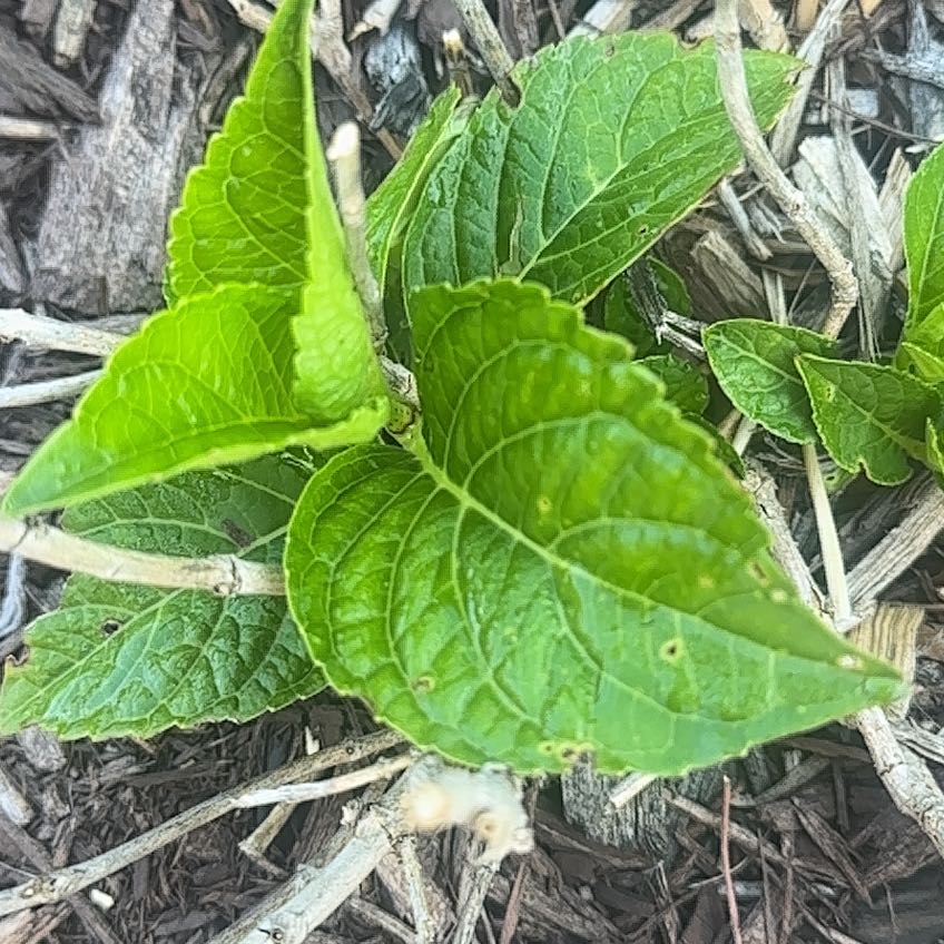 Photo of the plant species Bloodroot by @GreatBroomsedge named Nemo on Greg, the plant care app