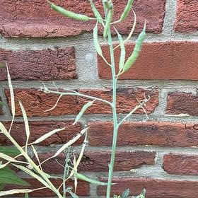 Photo of the plant species Rutabaga by @SageGinseng6 named Drake on Greg, the plant care app