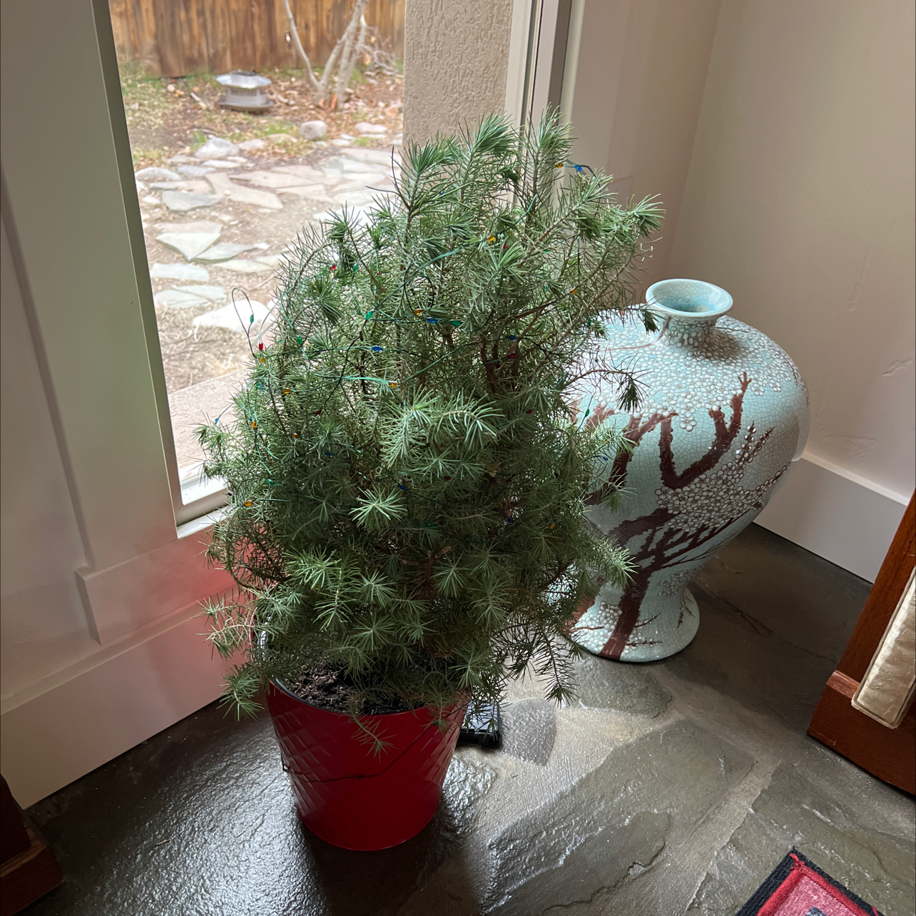 Blue Spruce plant in a red pot placed indoors near a window.