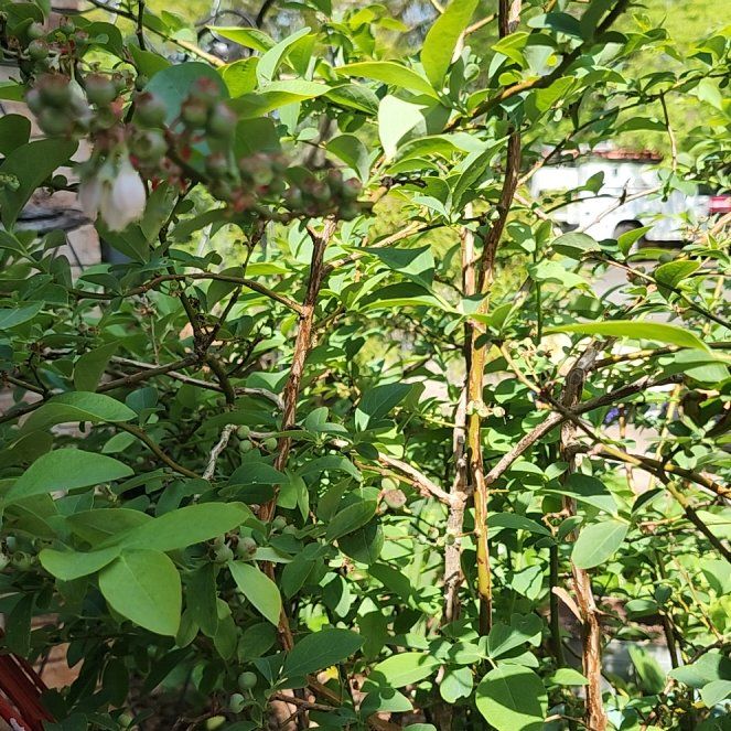 Photo of the plant species Black Highbush Blueberry by @ContentlyLilac named Elina on Greg, the plant care app