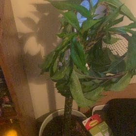 Photo of the plant species Voodoo Lily by @DearSagopalm3 named Shakira on Greg, the plant care app