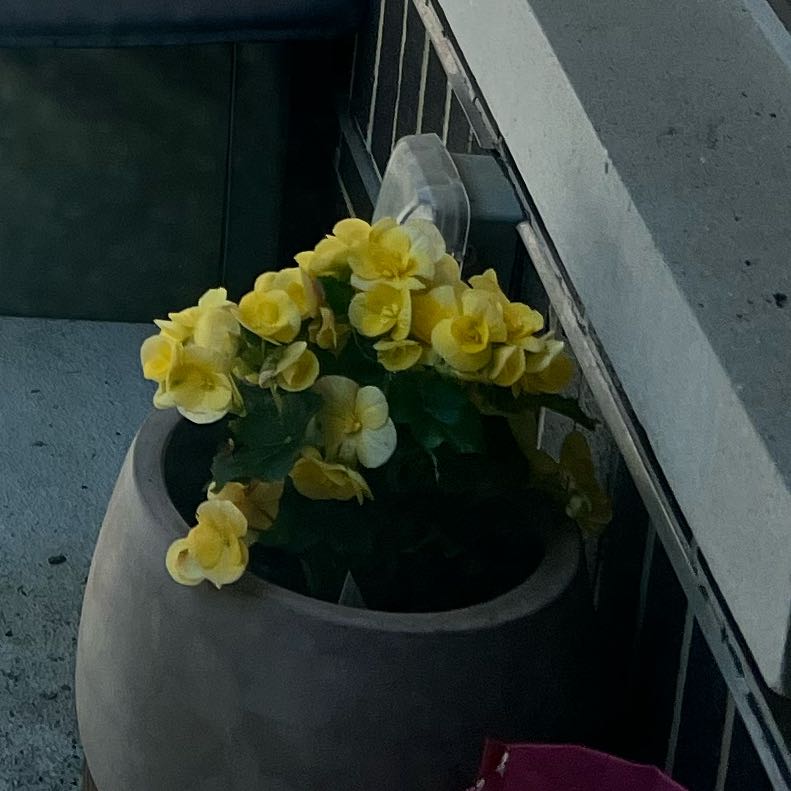 Photo of the plant species Begonia 'Hiemalis Yellow' by @RobustMoss20 named Begonia Hiemalis Yellow on Greg, the plant care app