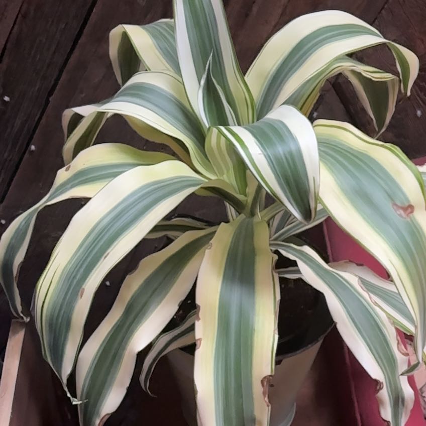 Photo of the plant species Dracaena 'White Aspen' by @PoliteCaperbush named White aspen on Greg, the plant care app