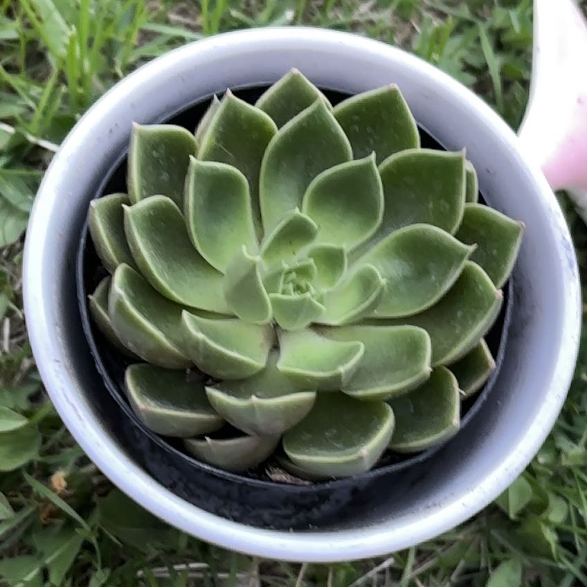 Photo of the plant species Blue Atoli Echevaria by @AceSucc8 named Blue Atoli on Greg, the plant care app