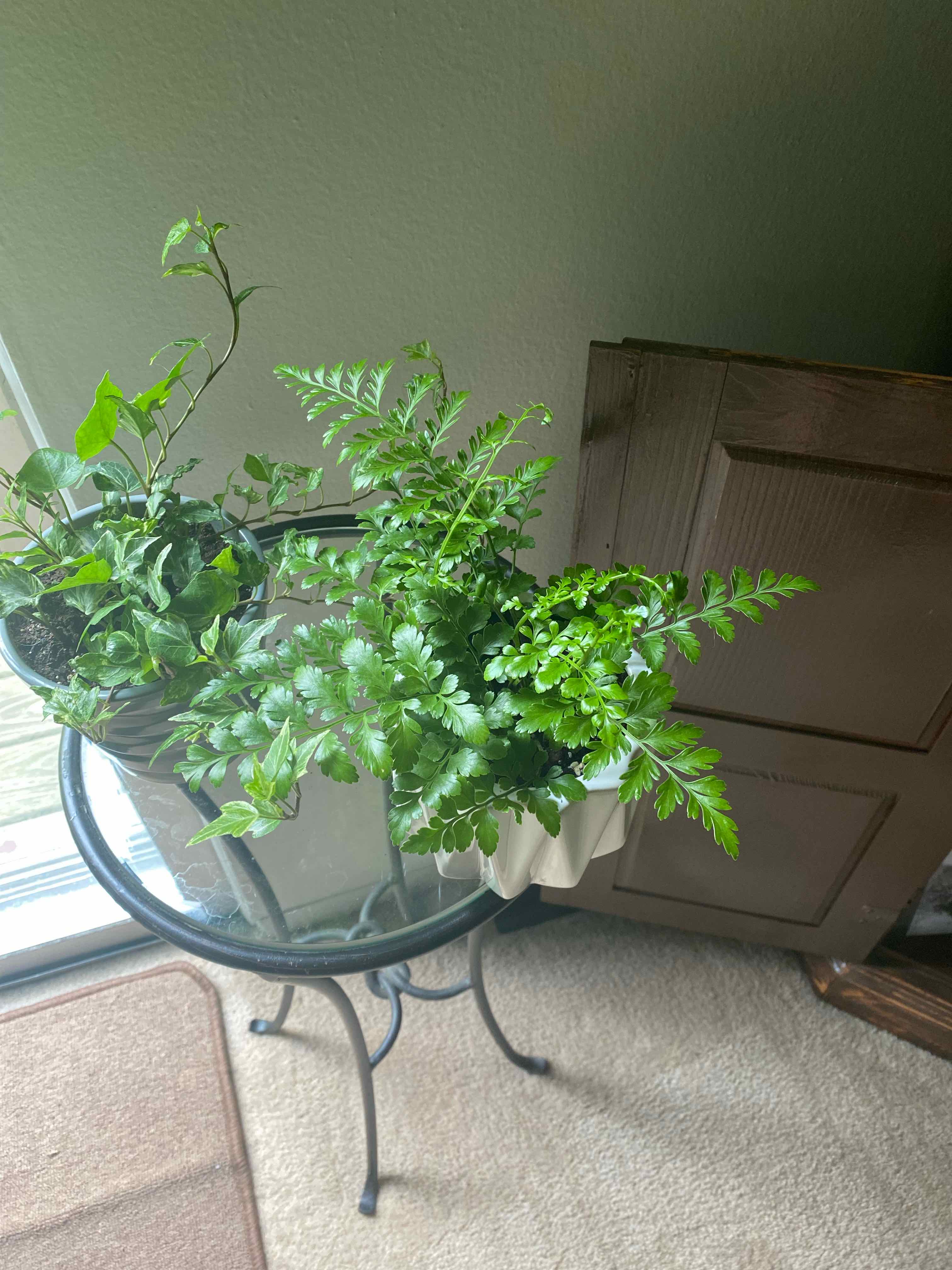 Austral Gem Fern on a small table indoors with another plant in the background.