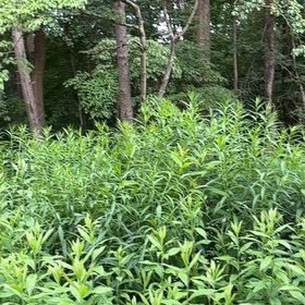 Photo of the plant species Lilium Pardalinum by @UnspoiledCosmo named Miley on Greg, the plant care app