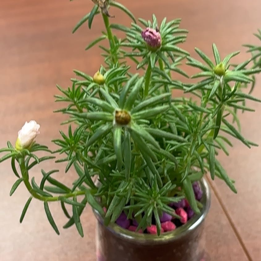 Photo of the plant species Portulaca by @PoshWhitlavia75 named Lola on Greg, the plant care app