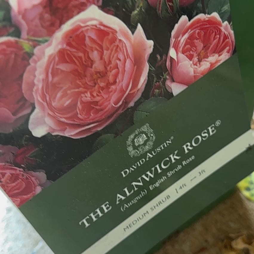 Photo of the plant species English Rose by @HotLemon18 named Athena on Greg, the plant care app