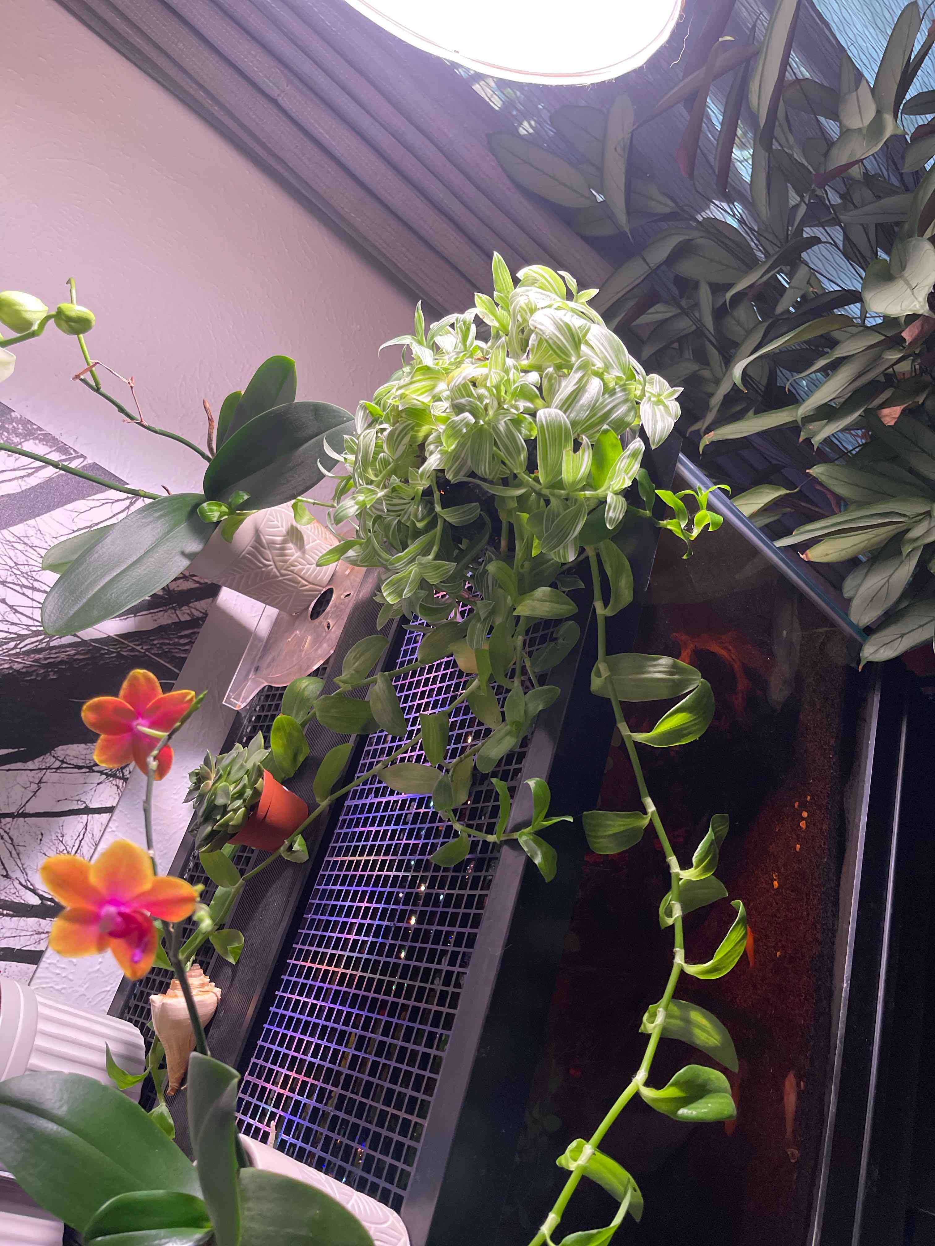 Photo of the plant species Inch Plant; Variegated Wandering Jew by @CoolUsername named Sage F2/10 on Greg, the plant care app