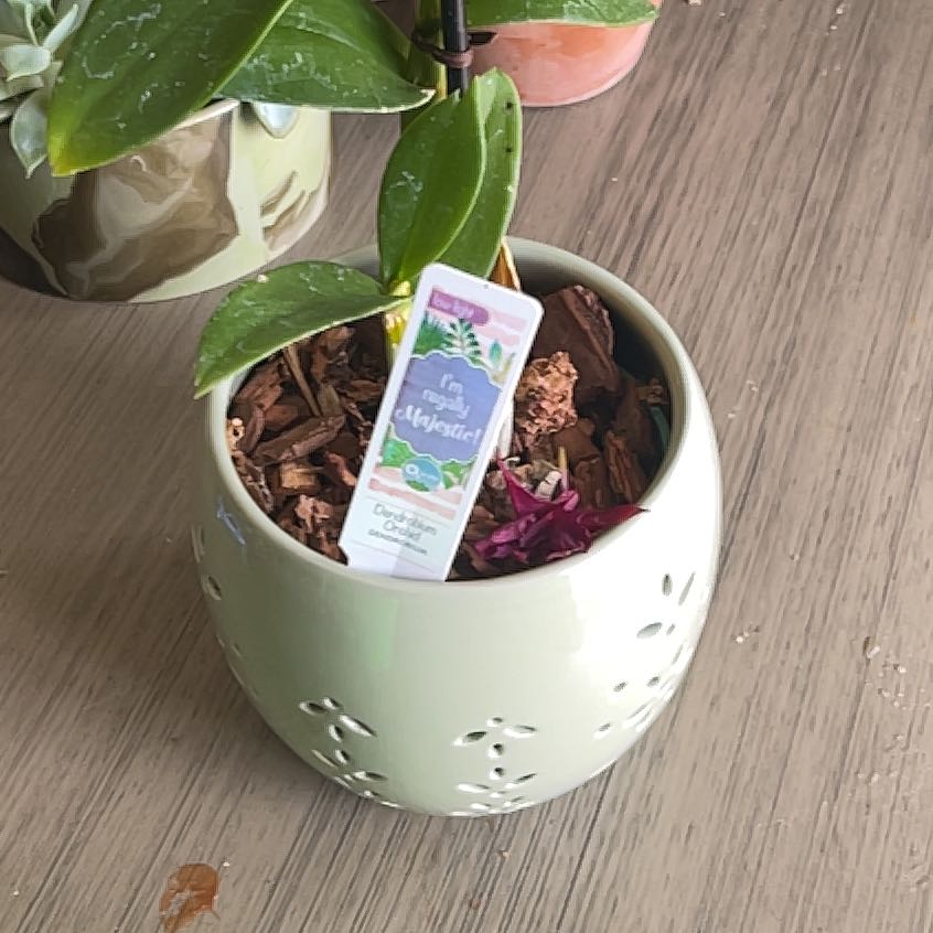 Photo of the plant species Dendrobium Orchid by @CoolUsername named Kardashian on Greg, the plant care app