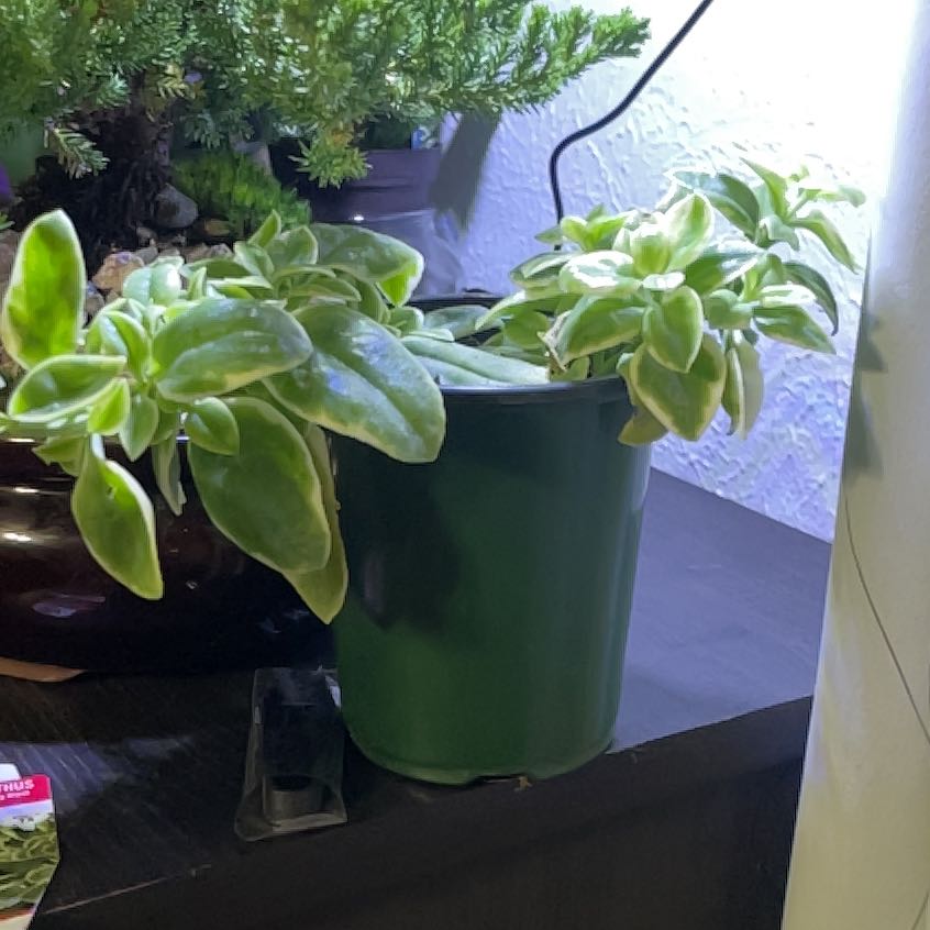 Photo of the plant species mezoo trailing red by @CoolUsername named Gomez on Greg, the plant care app