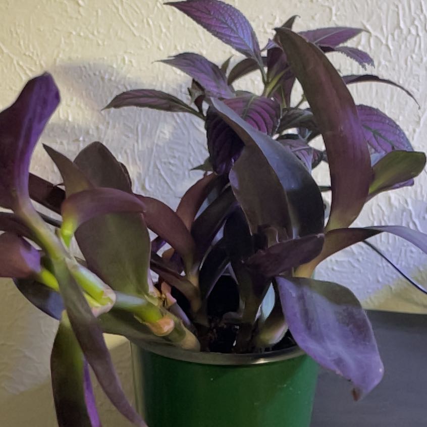 Photo of the plant species Varigated Setcreasea by @CoolUsername named Curie on Greg, the plant care app