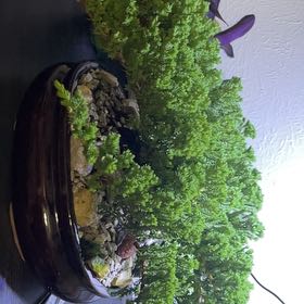 Photo of the plant species Japanese Garden Juniper by @CoolUsername named Khaleesi on Greg, the plant care app