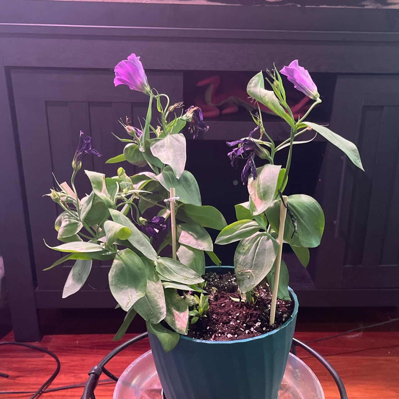 Photo of the plant species Lisianthus by @CoolUsername named Kendall F2/10 on Greg, the plant care app