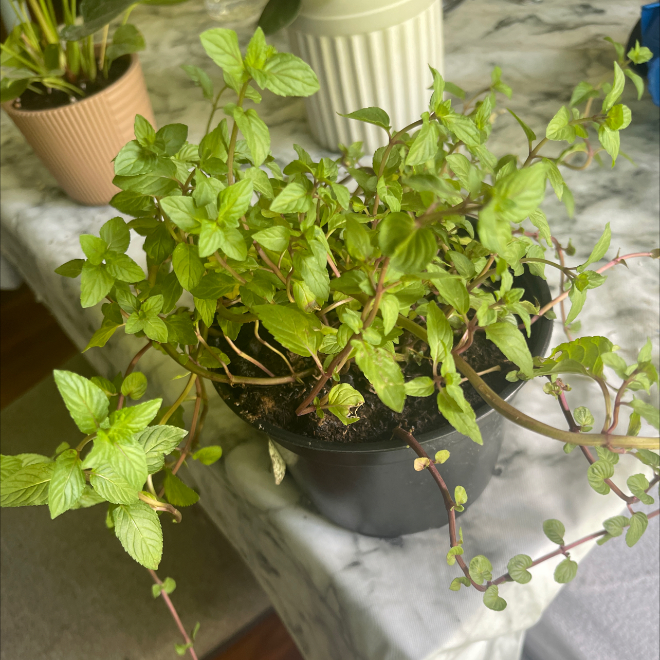 Photo of the plant species Chocolate Mint by @CoolUsername named Elle on Greg, the plant care app