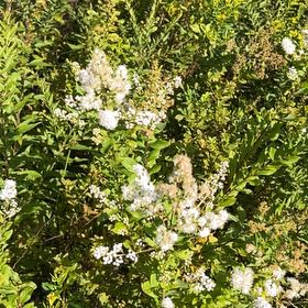 Photo of the plant species Willowleaf Meadowsweet by @JocundCamphor7 named Remington on Greg, the plant care app