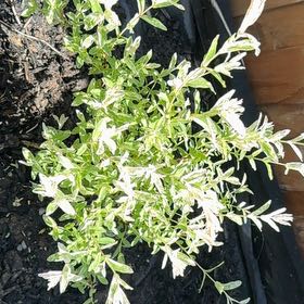 Photo of the plant species Salix Integra Hakuro-Nishiki by @Yuzuchi named Hakuro on Greg, the plant care app