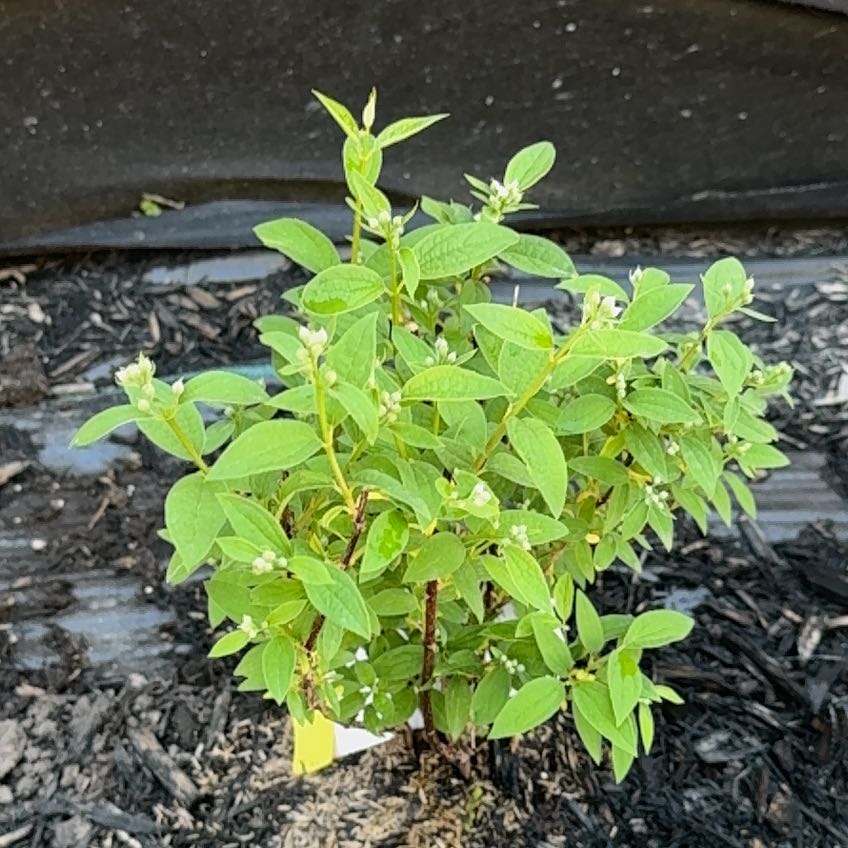Photo of the plant species Snowbelle Mock Orange by @Yuzuchi named Bella on Greg, the plant care app