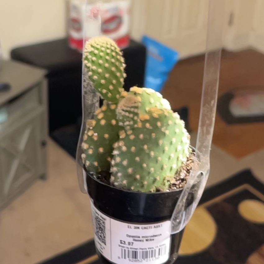 Photo of the plant species Bunny Ears Cactus 'Honey Mike' by @WideawakePecan named Gerard on Greg, the plant care app