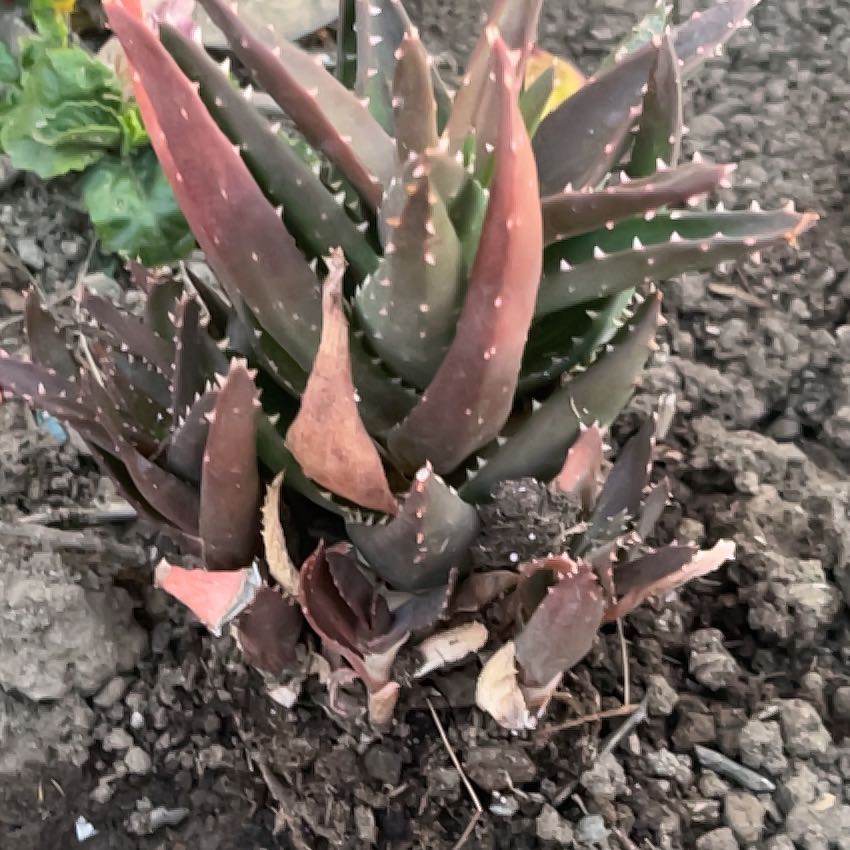 Photo of the plant species Aloe Nobilis by @DeluxeDevilsivy named Emerson on Greg, the plant care app