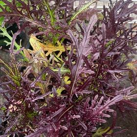 Photo of the plant species Ruby Streak Mustard by @FieryPeony36 named Navajo on Greg, the plant care app