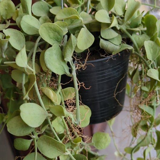 Photo of the plant species Dischidia 'Apple' by @KindColeus78 named Bigleef Smalls on Greg, the plant care app