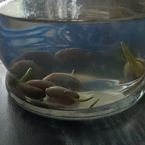 Photo of the plant species Water Lily by @FullKlipdagga named Nemo on Greg, the plant care app
