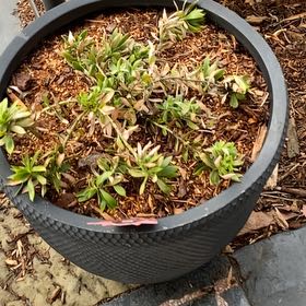 Photo of the plant species Leucadendron stelligerum by @WinOtanthus75 named Zeus on Greg, the plant care app