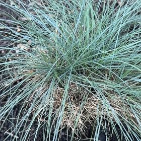 Photo of the plant species blue fescue by @NovelNarwhal named Homer on Greg, the plant care app