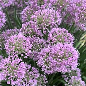 Photo of the plant species Autumn Onion by @NovelNarwhal named Mando on Greg, the plant care app