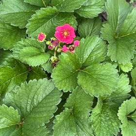 Photo of the plant species Garden Strawberry by @NovelNarwhal named Eva on Greg, the plant care app