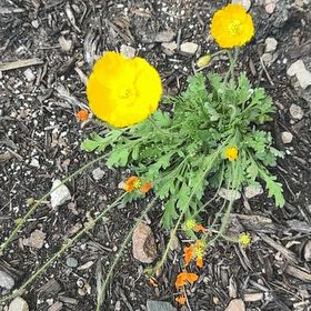 Photo of the plant species Iceland Poppy by @NovelNarwhal named Elle on Greg, the plant care app