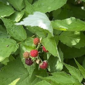 Photo of the plant species Black Raspberry by @NovelNarwhal named Forrest on Greg, the plant care app