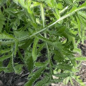 Photo of the plant species Oriental Poppy by @NovelNarwhal named Luna on Greg, the plant care app
